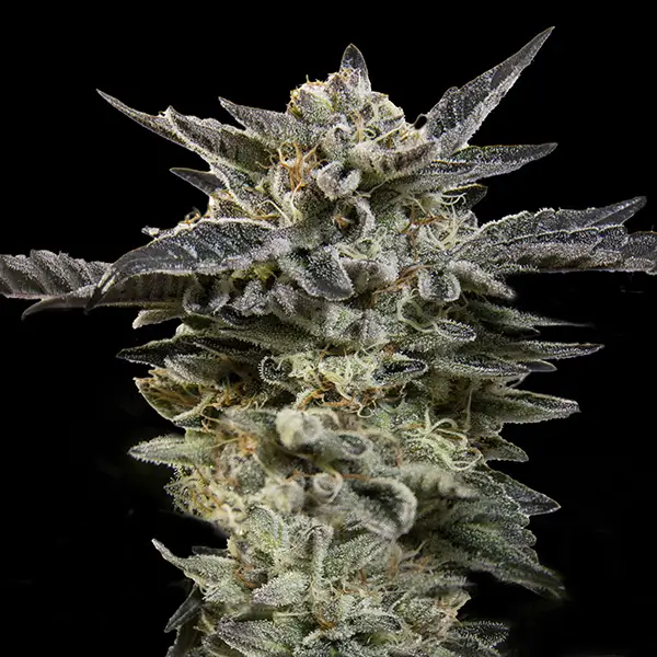 Oreoz Auto - Alchimia