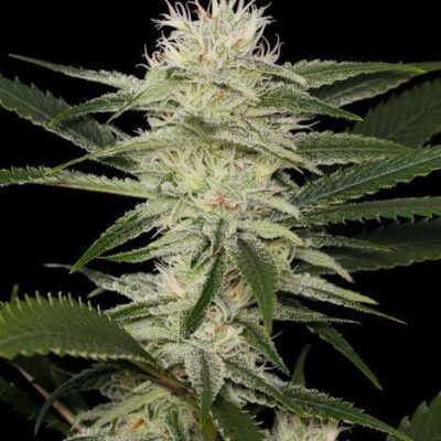 Original Amnesia - Alchimia