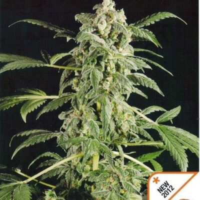 Original Amnesia Automatic - Alchimia