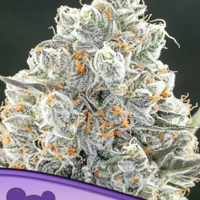 Original Gorilla 4 - Alchimia