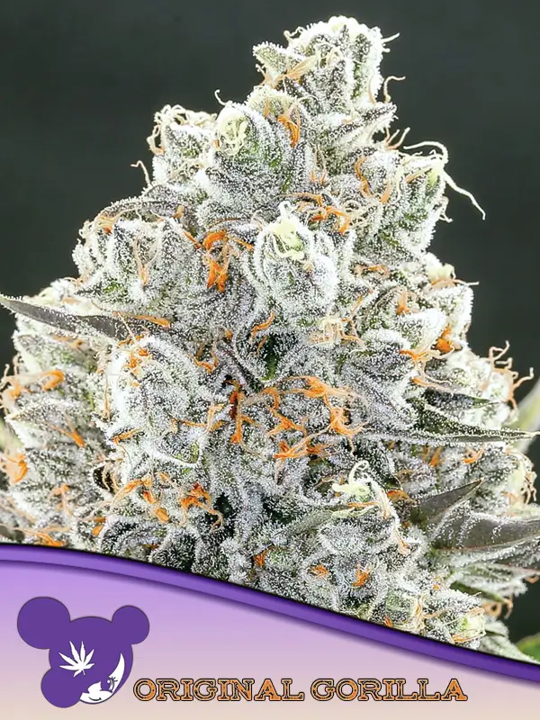 Original Gorilla 4 - Alchimia