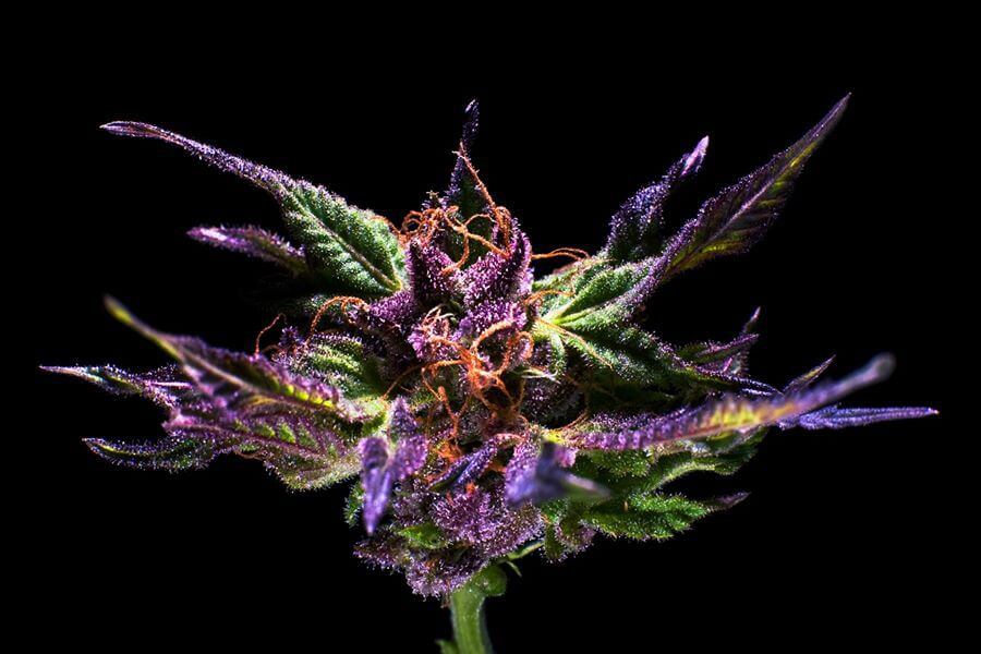 Original Grand Daddy Purple - Regular - Alchimia
