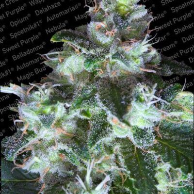 Original White Widow - Alchimia