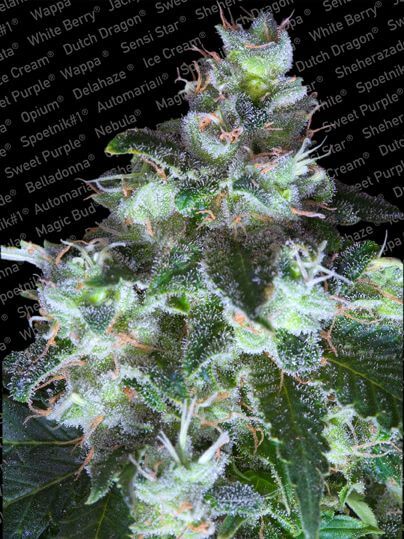 Original White Widow - Alchimia