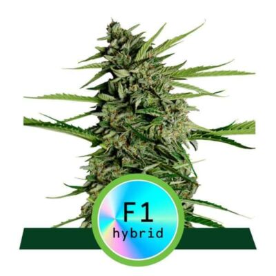 Orion F1 Auto - Alchimia