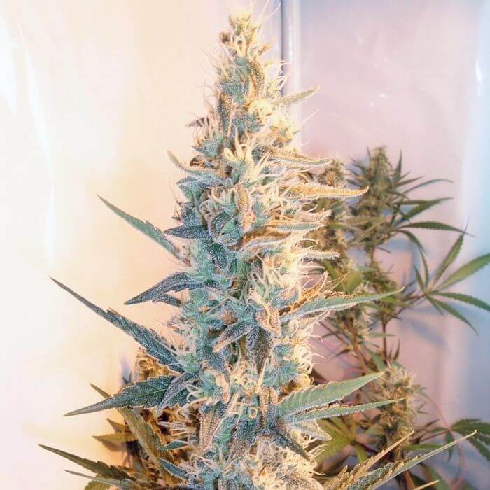 Outdoor Grapefruit - Alchimia
