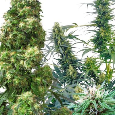 Outdoor Mix - Sensi MIX 2 - Alchimia