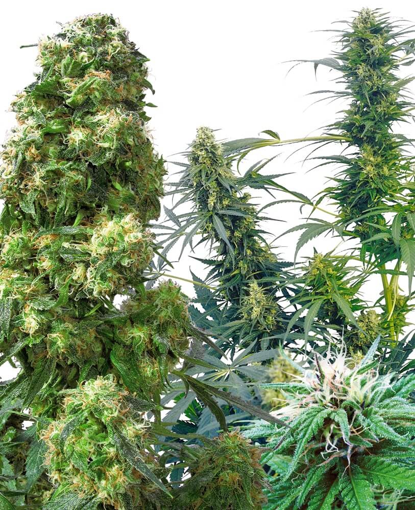 Outdoor Mix - Sensi MIX 2 - Alchimia
