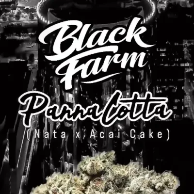 Pannacotta - Alchimia
