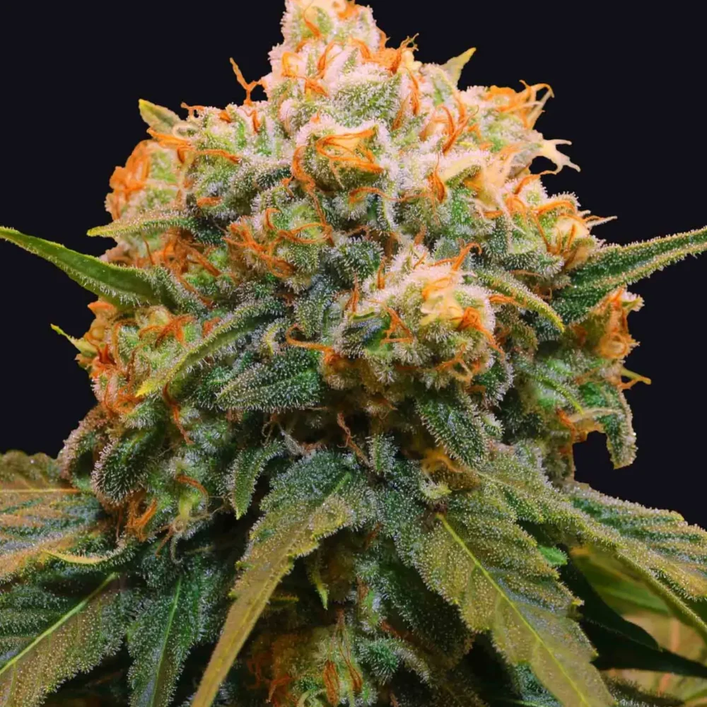 Papaya Bx1 - Alchimia