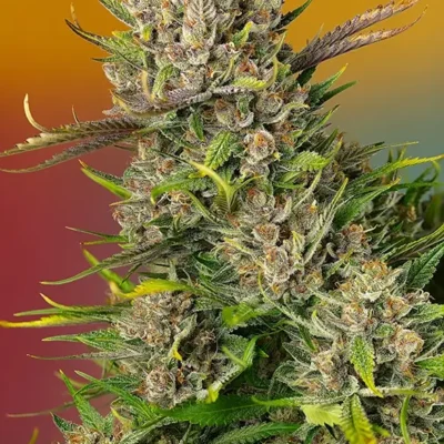 Papaya Zoap Auto 3  - Alchimia