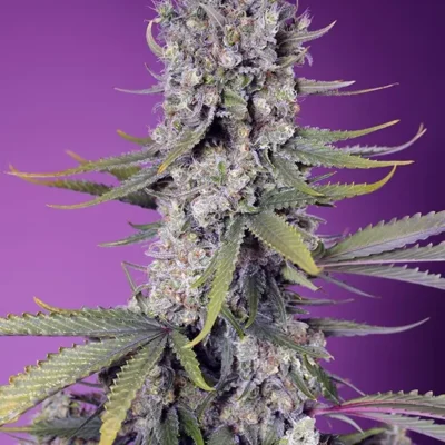 Papaya Zoap F1 Fast Version 3 - Alchimia