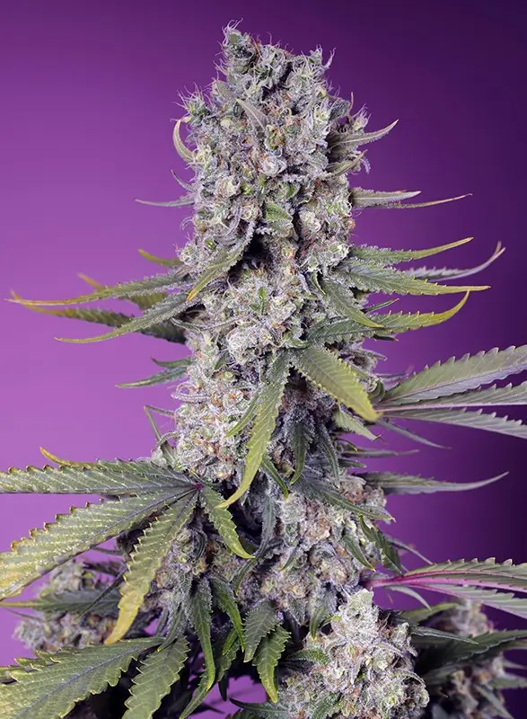 Papaya Zoap F1 Fast Version 3 - Alchimia