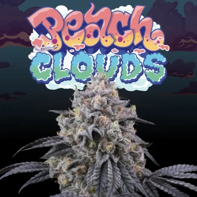 Peach Clouds  3 Free Fem - Alchimia