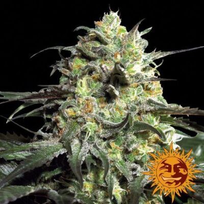 Peyote Cookies - Alchimia