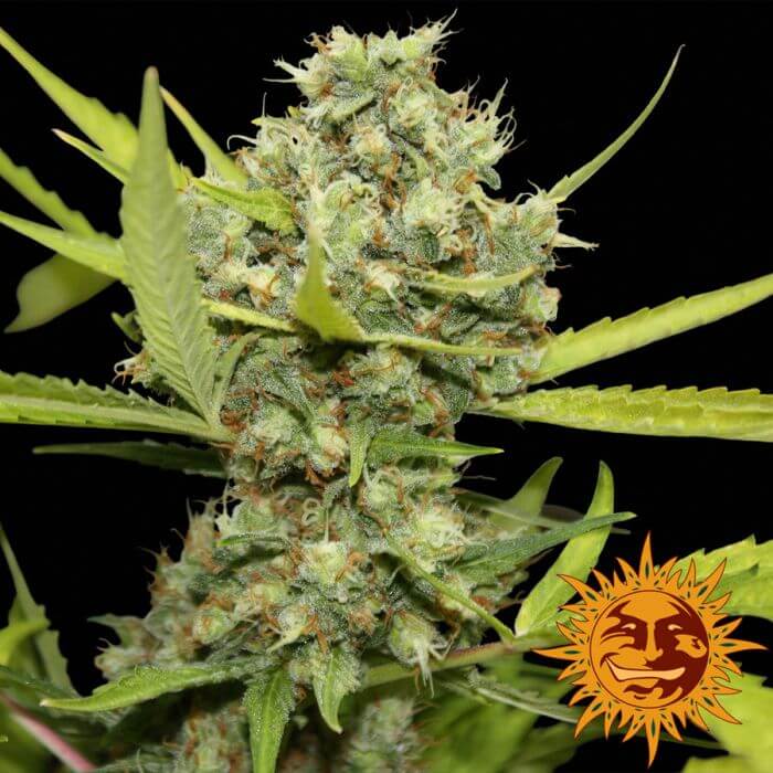 Pineapple Chunk - Alchimia