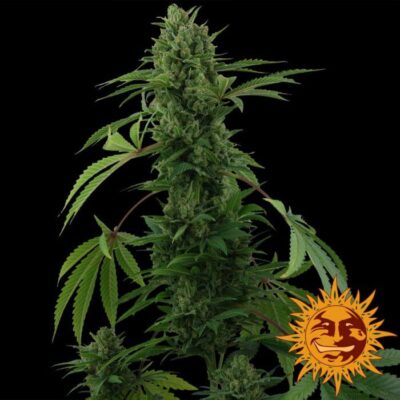 Pineapple Express Auto - Alchimia