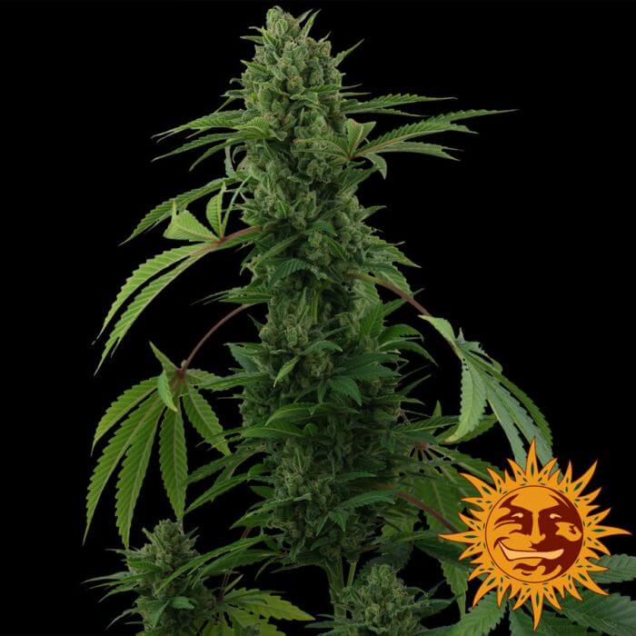Pineapple Express Auto - Alchimia