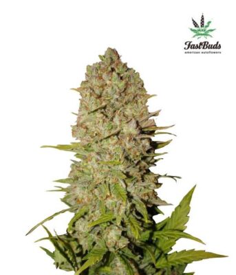 Pineapple Express by F.B. - Alchimia