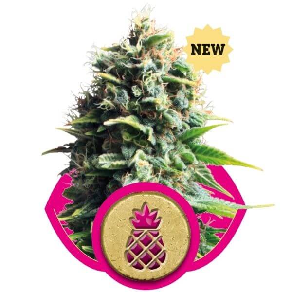 Pineapple Kush - Alchimia