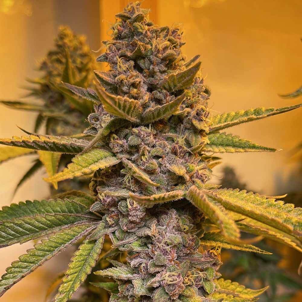 Pink Mintz - Alchimia