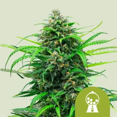 Pink Runtz Auto von RQS - Alchimia