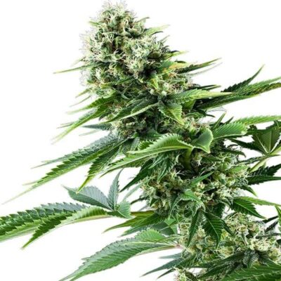 Power Flower - Alchimia