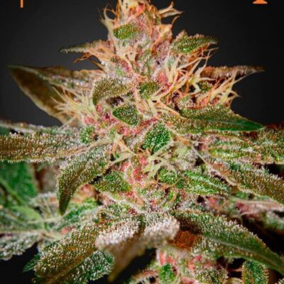 Pure Kush - Alchimia