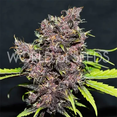 Purple Afghan Kush Ryder - Alchimia