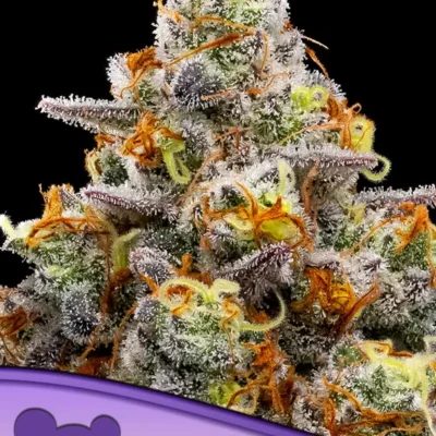 Purple Boost Highness - Alchimia