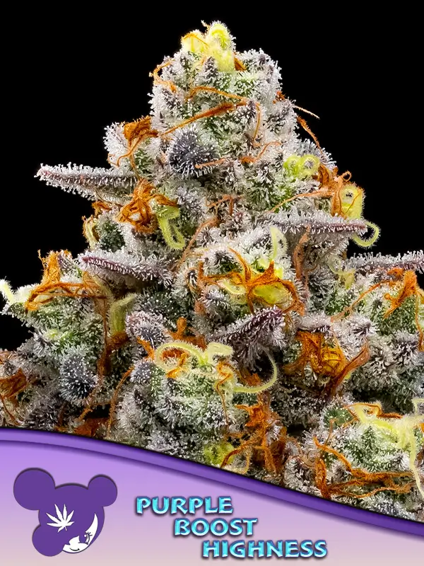 Purple Boost Highness - Alchimia