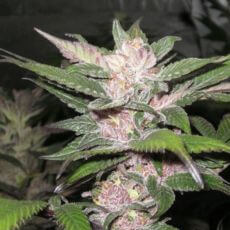 Purple Chem - Alchimia