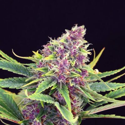Purple Kush - Alchimia