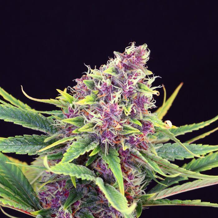Purple Kush - Alchimia