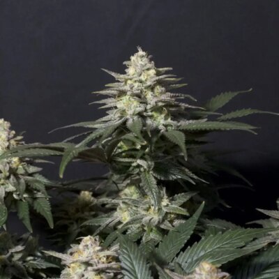 Purple Lemonade FF - Alchimia