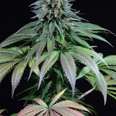 Purple Moby Dick - Alchimia