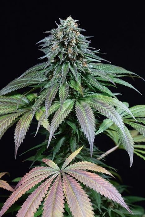 Purple Moby Dick - Alchimia