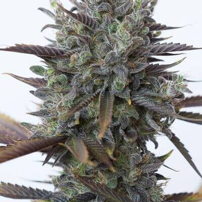 Purple Orange CBD - Alchimia