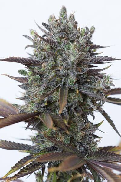 Purple Orange CBD - Alchimia
