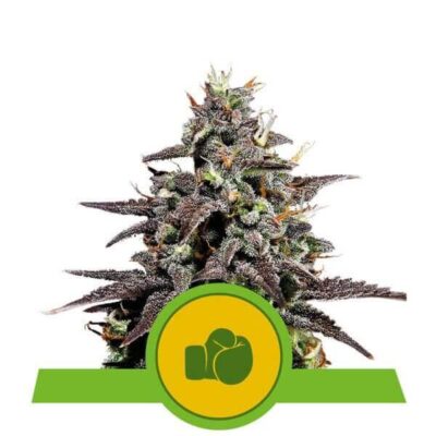 Purple Punch Auto - Alchimia
