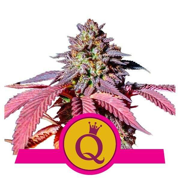 Purple Queen - Alchimia