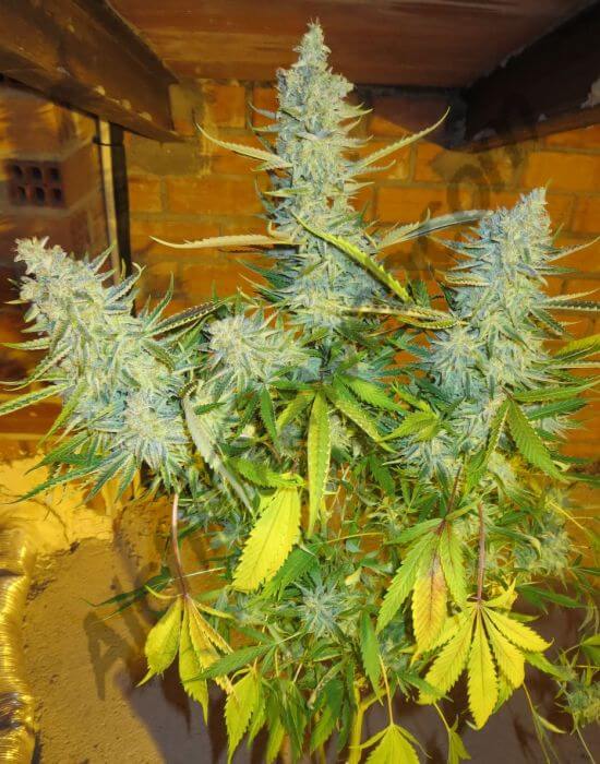 Quantum Kush - Alchimia