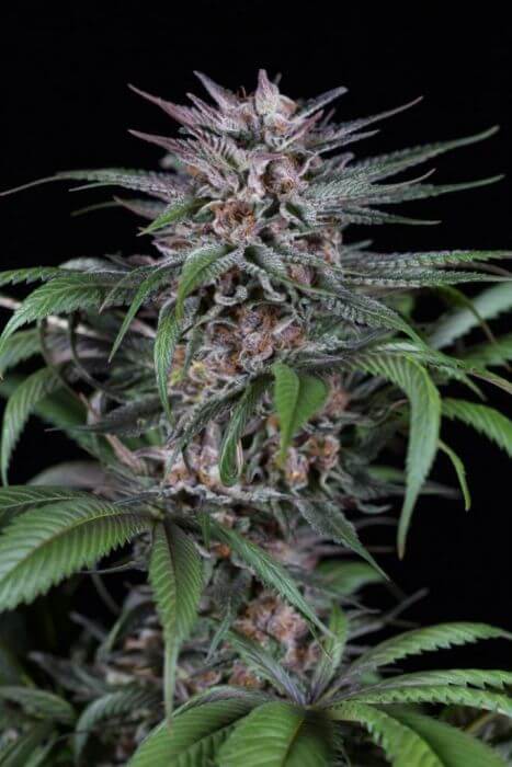 Quick Kush - Alchimia