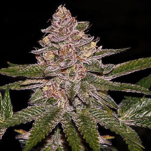 Radical Juice Auto - Alchimia
