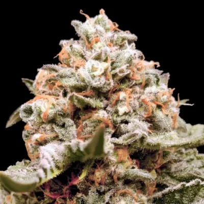 Rainbow Mints Auto - Alchimia
