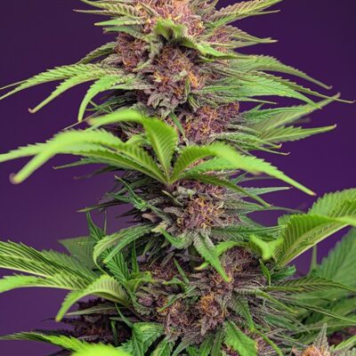 Red Mimosa XL Auto 3 - Alchimia