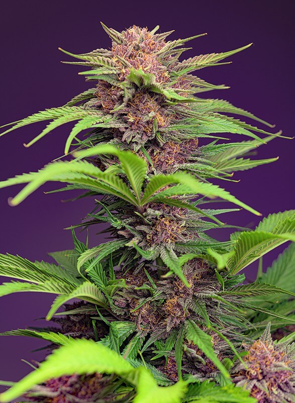Red Mimosa XL Auto 3 - Alchimia