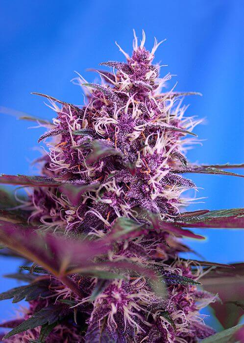 Red Poison Auto - Alchimia