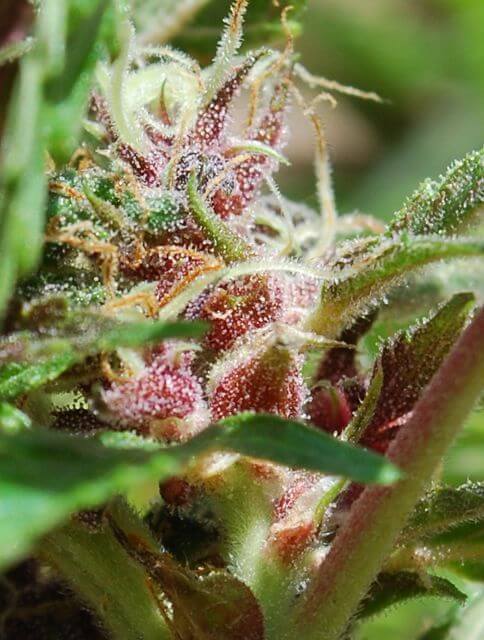 Red Purps - Alchimia