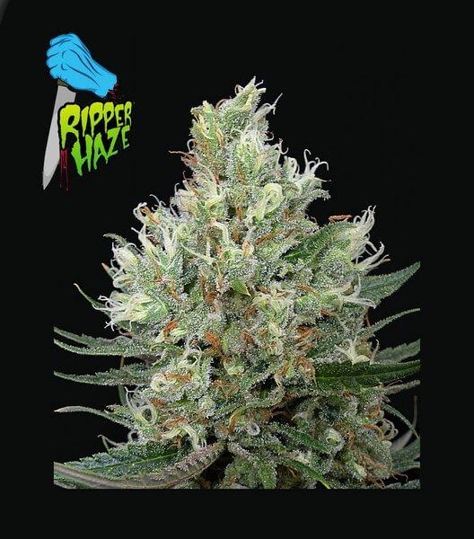 Ripper Haze - Alchimia